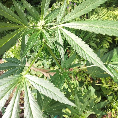 Banana Purple Punch Auto growlog timeline photo