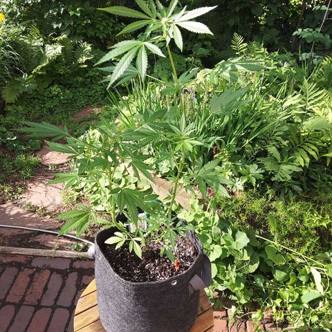 Banana Purple Punch Auto growlog timeline photo