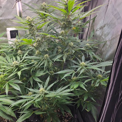 Sour Diesel growlog timeline photo