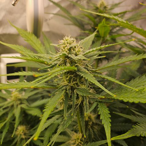 Sour Diesel growlog timeline photo