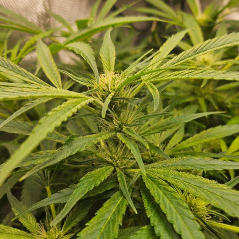 Strawberry Gorilla growlog timeline photo