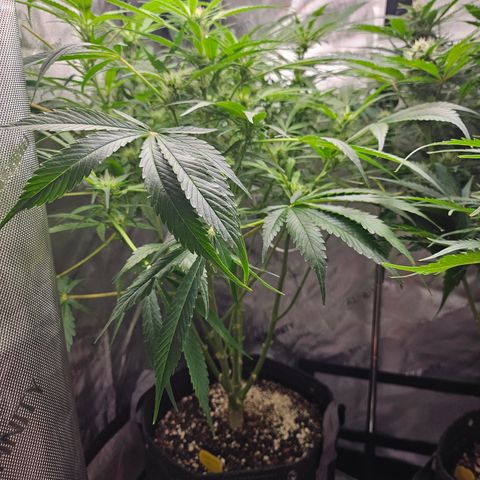 Strawberry Gorilla growlog timeline photo