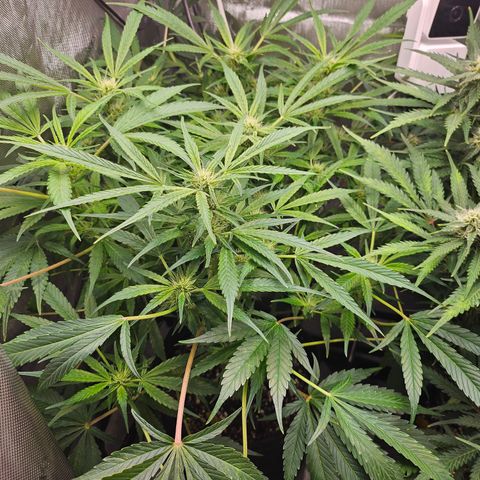 Strawberry Gorilla growlog timeline photo