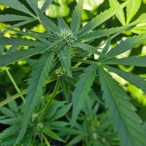 Banana Purple Punch Auto growlog timeline photo