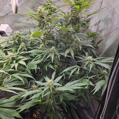 Sour Diesel growlog timeline photo