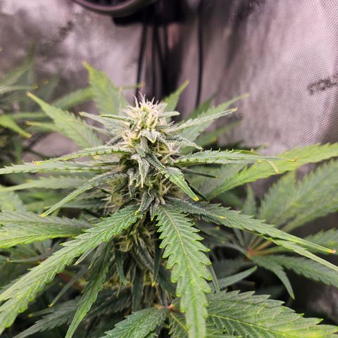 Sour Diesel growlog timeline photo