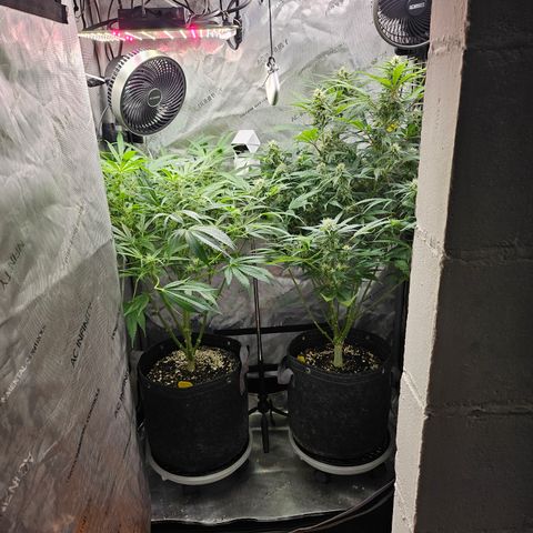 Strawberry Gorilla growlog timeline photo