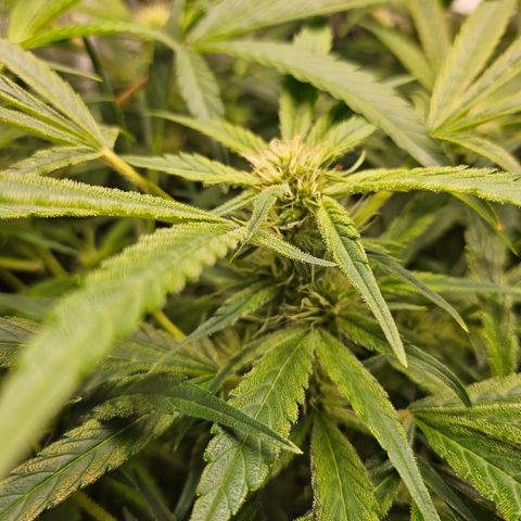 Strawberry Gorilla growlog timeline photo