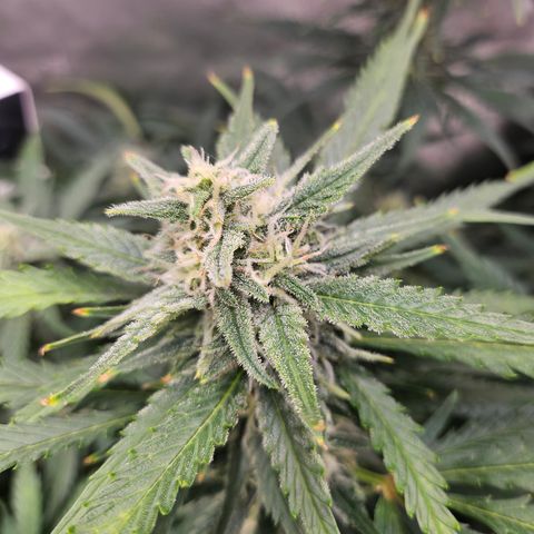 Sour Diesel growlog timeline photo