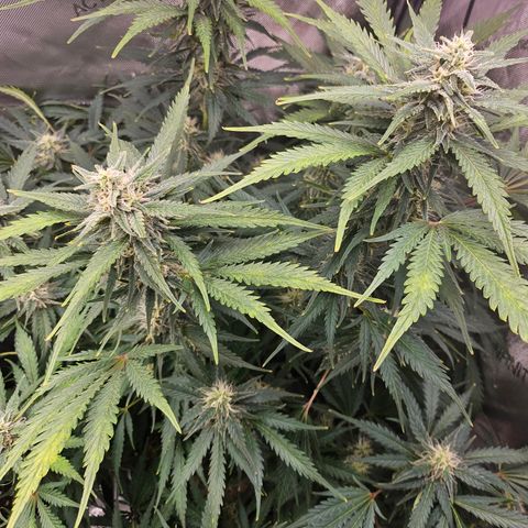 Sour Diesel growlog timeline photo