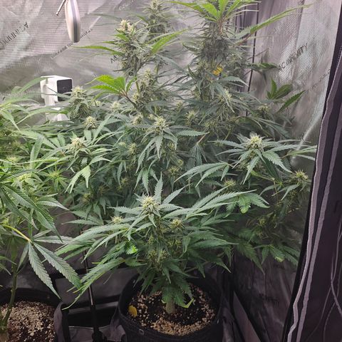 Sour Diesel growlog timeline photo
