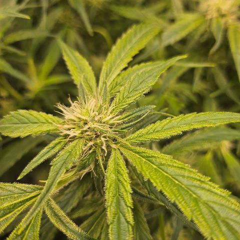 Strawberry Gorilla growlog timeline photo
