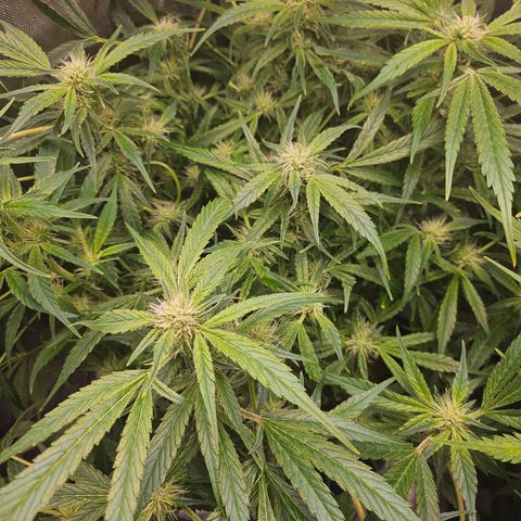 Strawberry Gorilla growlog timeline photo