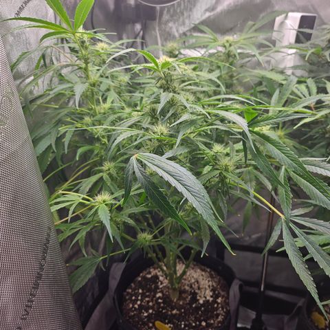 Strawberry Gorilla growlog timeline photo