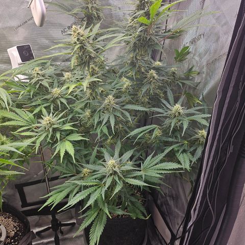 Sour Diesel growlog timeline photo