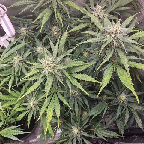 Sour Diesel growlog timeline photo