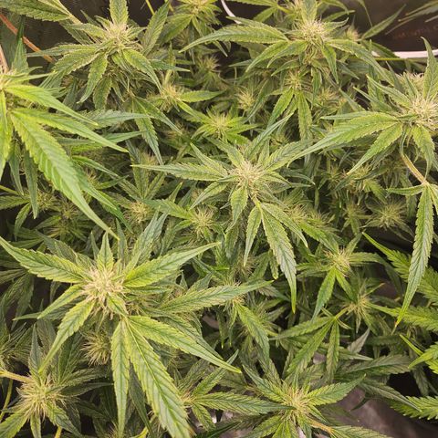 Strawberry Gorilla growlog timeline photo