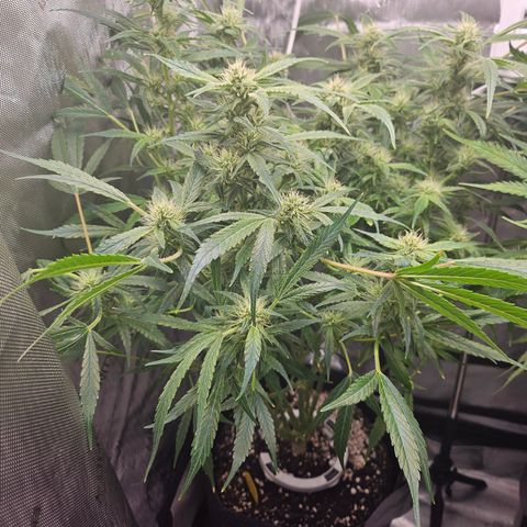 Strawberry Gorilla growlog timeline photo