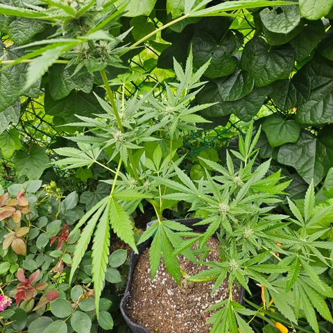 Banana Purple Punch Auto growlog timeline photo