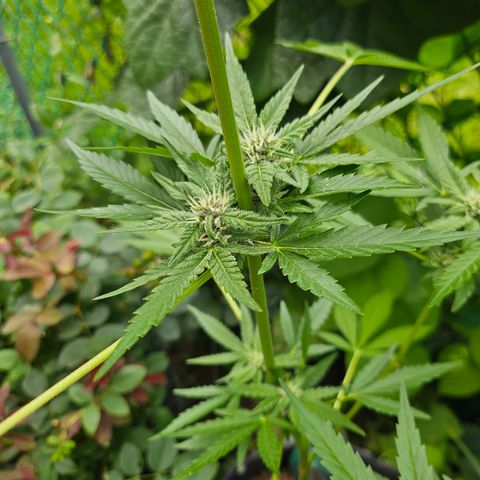 Banana Purple Punch Auto growlog timeline photo