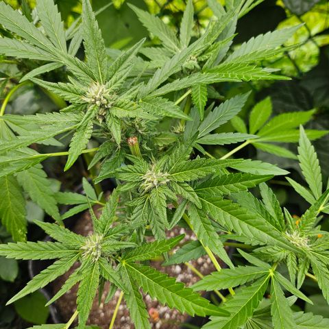 Banana Purple Punch Auto growlog timeline photo