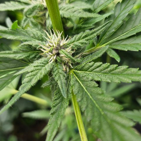 Banana Purple Punch Auto growlog timeline photo