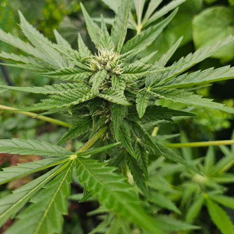 Banana Purple Punch Auto growlog timeline photo
