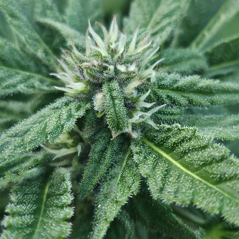 Banana Purple Punch Auto growlog timeline photo