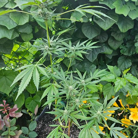 Banana Purple Punch Auto growlog timeline photo