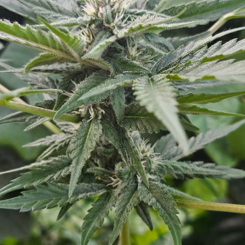 Banana Purple Punch Auto growlog timeline photo