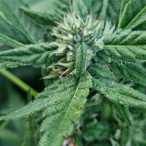 Banana Purple Punch Auto growlog timeline photo