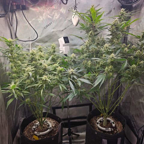 Strawberry Gorilla growlog timeline photo