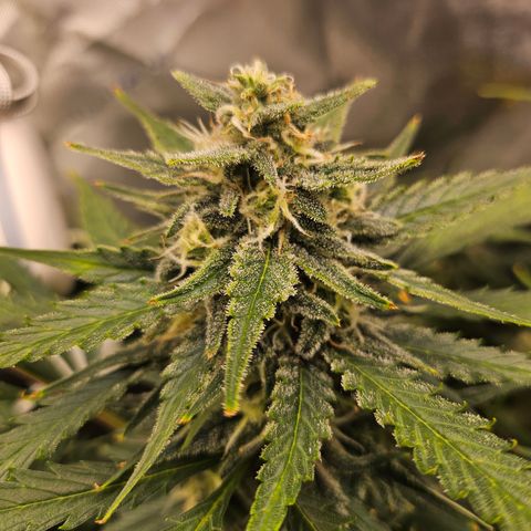Sour Diesel growlog timeline photo