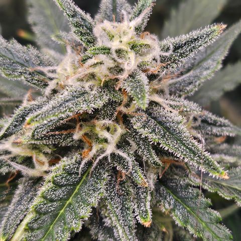 Sour Diesel growlog timeline photo