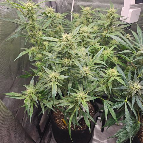 Strawberry Gorilla growlog timeline photo