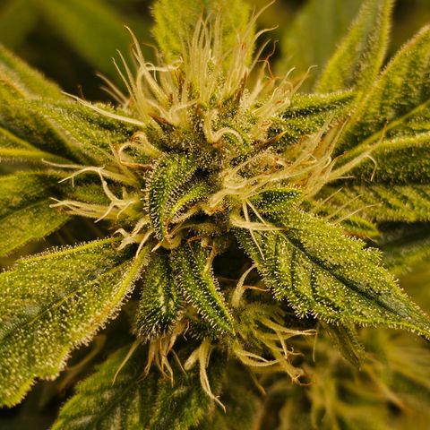 Strawberry Gorilla growlog timeline photo