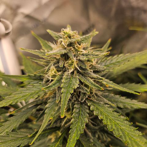 Sour Diesel growlog timeline photo