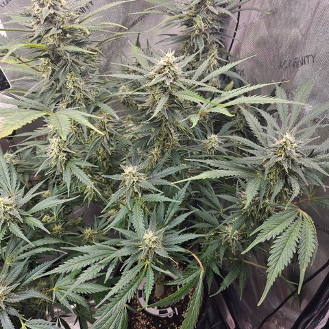 Sour Diesel growlog timeline photo