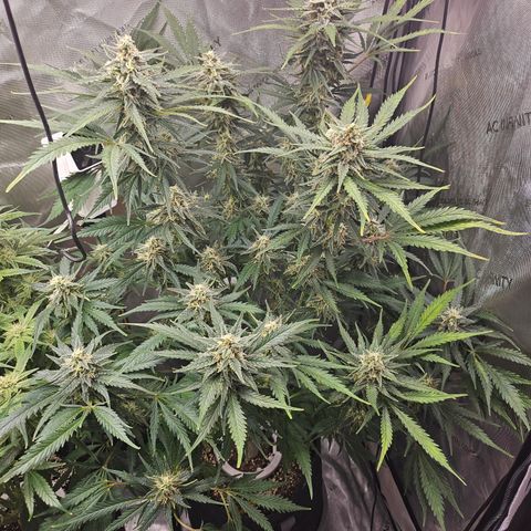 Sour Diesel growlog timeline photo