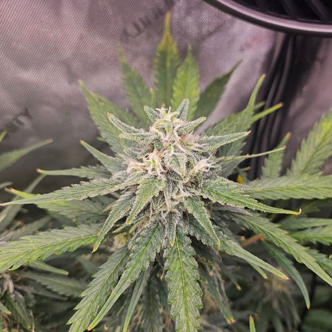 Sour Diesel growlog timeline photo