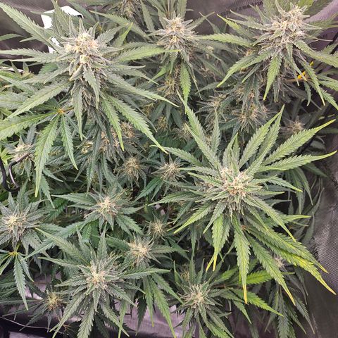 Sour Diesel growlog timeline photo