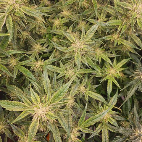 Strawberry Gorilla growlog timeline photo