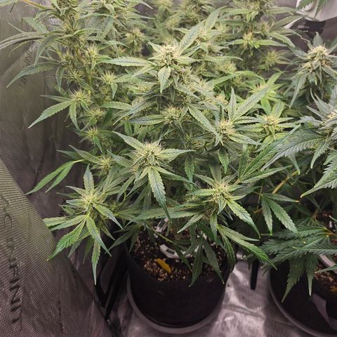 Strawberry Gorilla growlog timeline photo