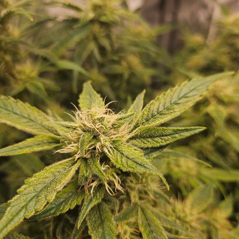 Strawberry Gorilla growlog timeline photo