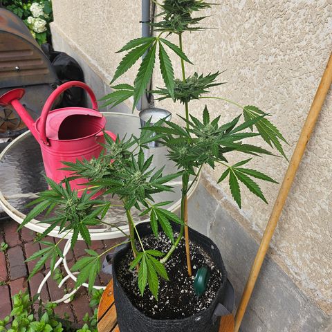 Banana Purple Punch Auto growlog timeline photo