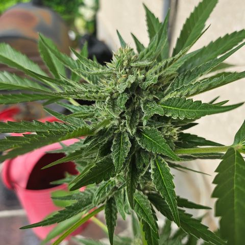 Banana Purple Punch Auto growlog timeline photo