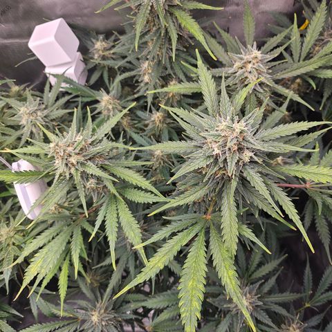 Sour Diesel growlog timeline photo