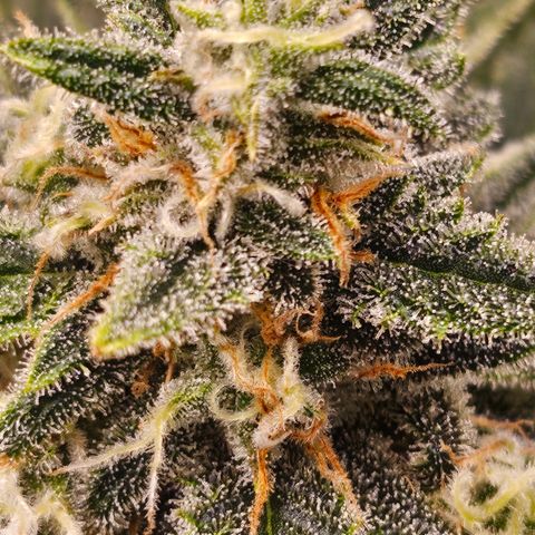 Sour Diesel growlog timeline photo