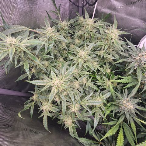 Strawberry Gorilla growlog timeline photo