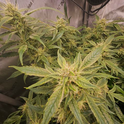 Strawberry Gorilla growlog timeline photo